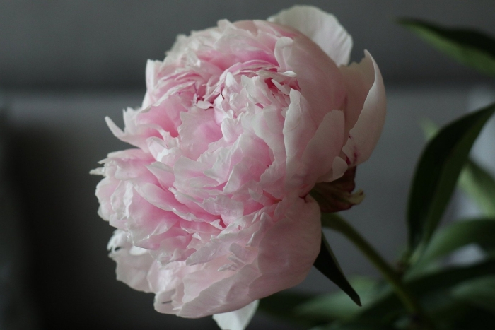 Пион магнифика