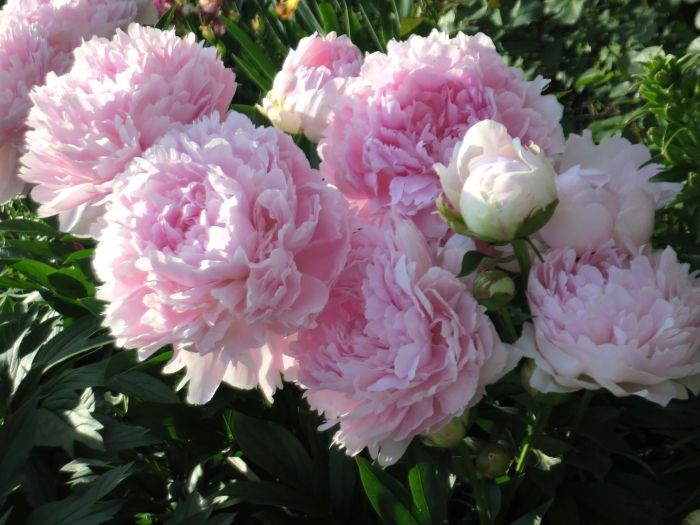 Пион розовый махровый