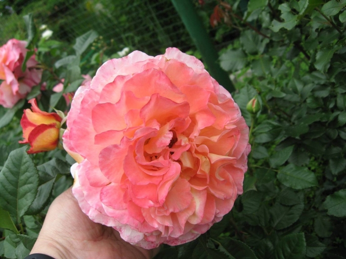 Роза аугуста луиза