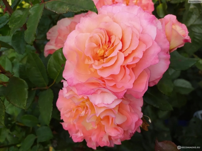 Августа луиза augusta luise роза