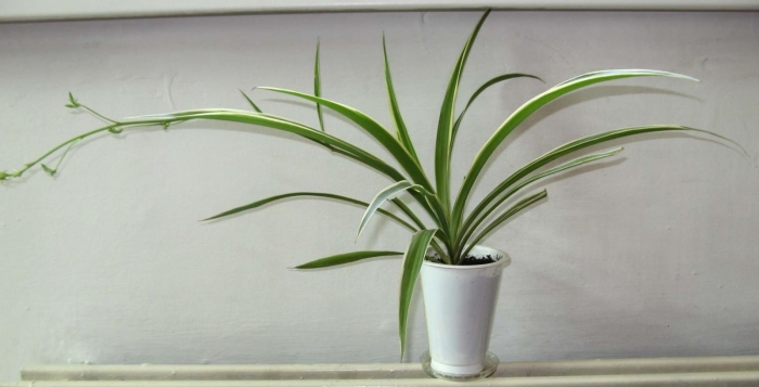 Хлорофитум сорт океан