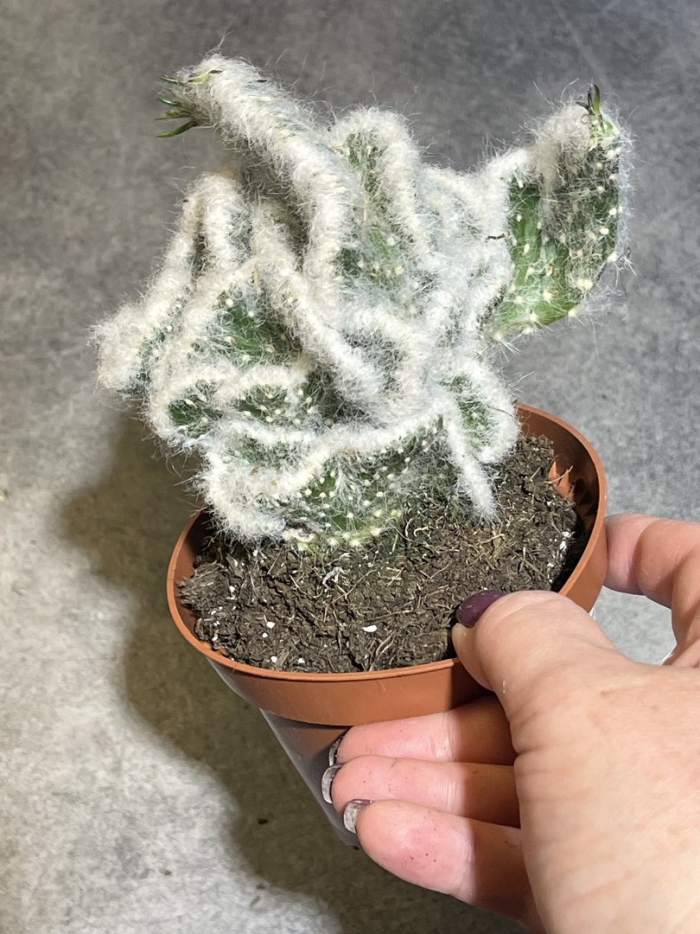 Опунция кристата вестита