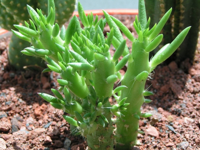 Аустроцилиндропунция кактус