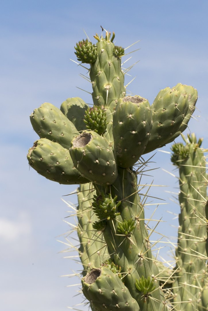 Austrocylindropuntia subulata