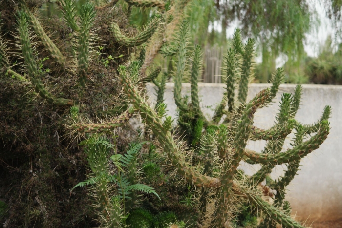 Аустроцилиндропунция шиловидная