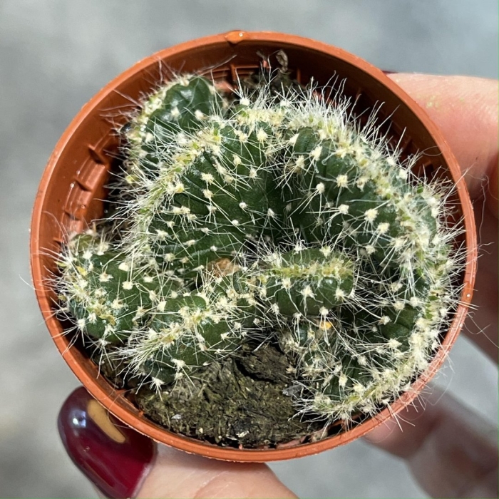 Лактея кристата