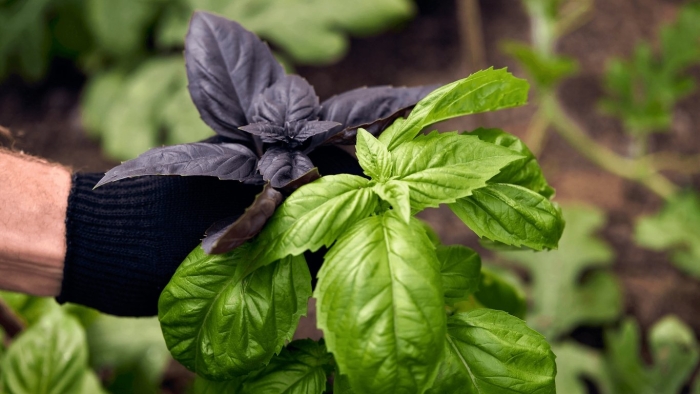 Растение базилик
