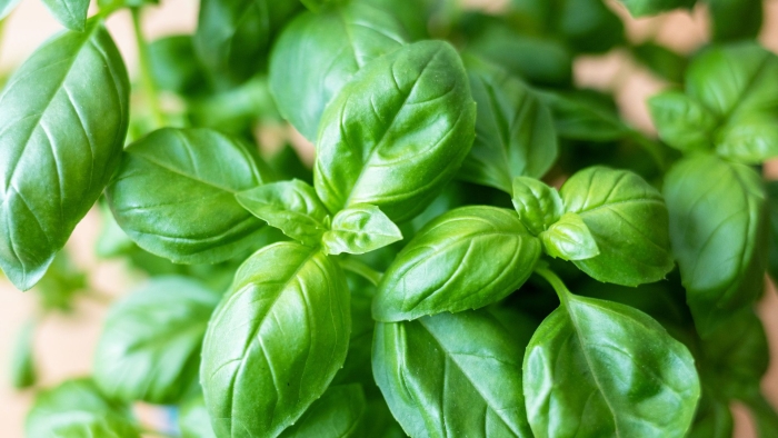 Базилик зеленый ароматный