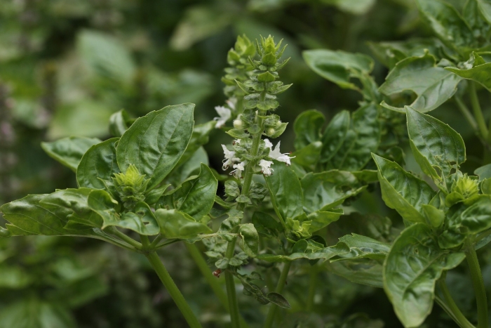 Базилик душистый