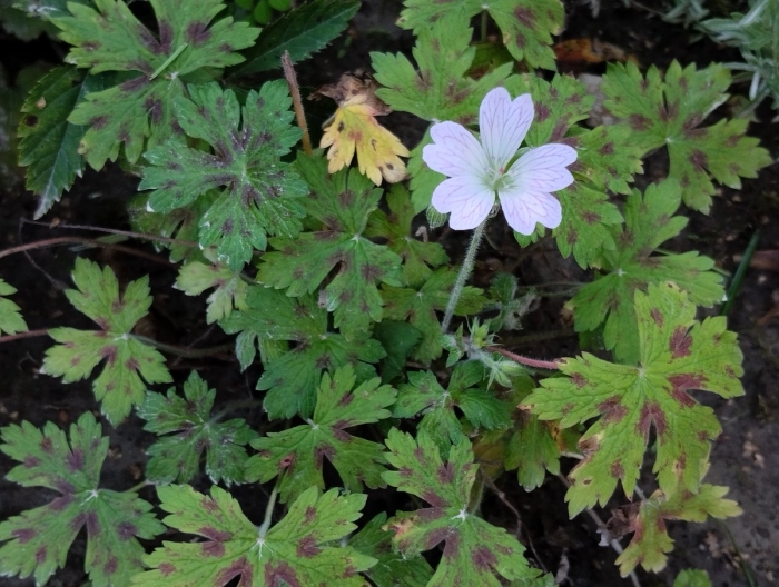 Садовая герань