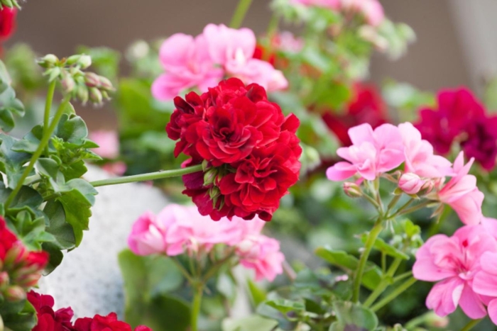 Герань пеларгония