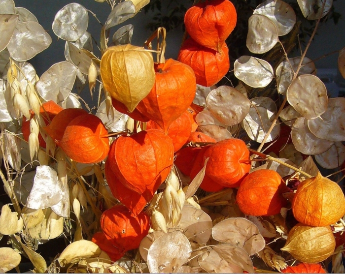 Семена физалис земляничный