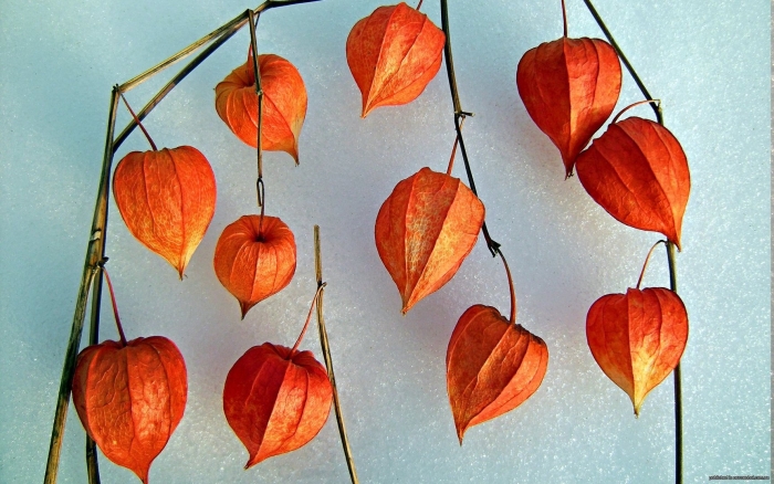 Растение физалис