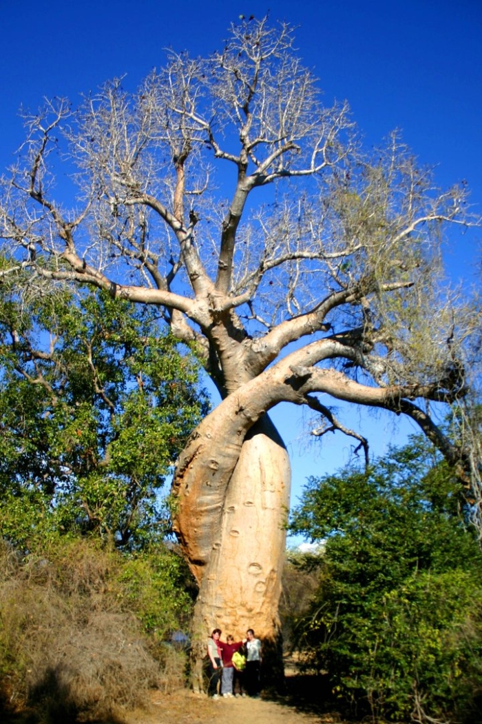 Дерево баобаб