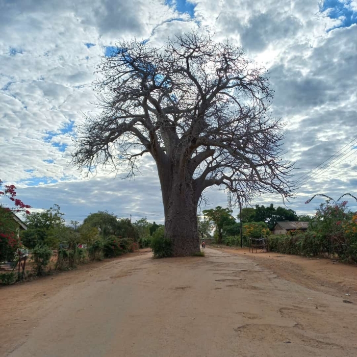 Баобаб в танзании