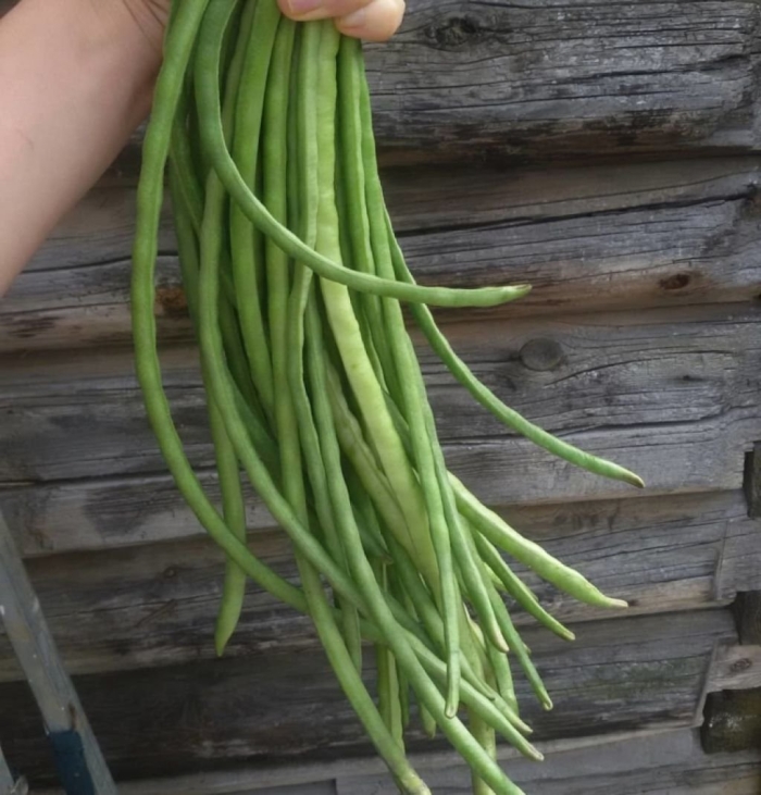 Фасоль стручковая спаржевая