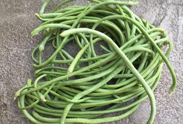 Китайская спаржевая фасоль вигна