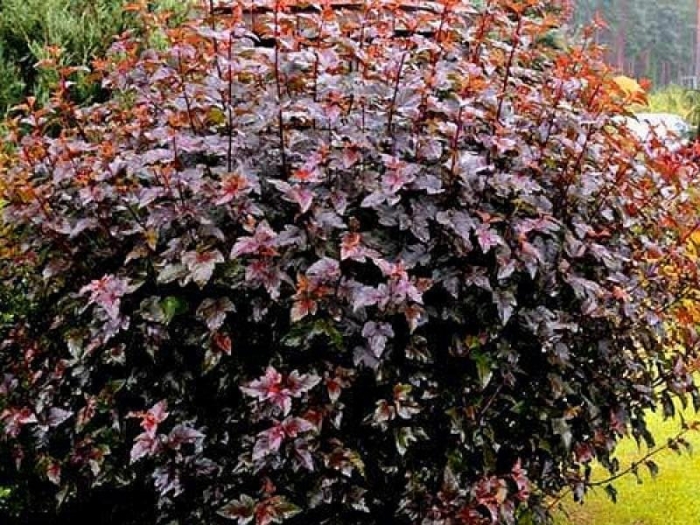 Пузыреплодник калинолистный (physocarpus opulifolius &#96;diabolo&#96;)