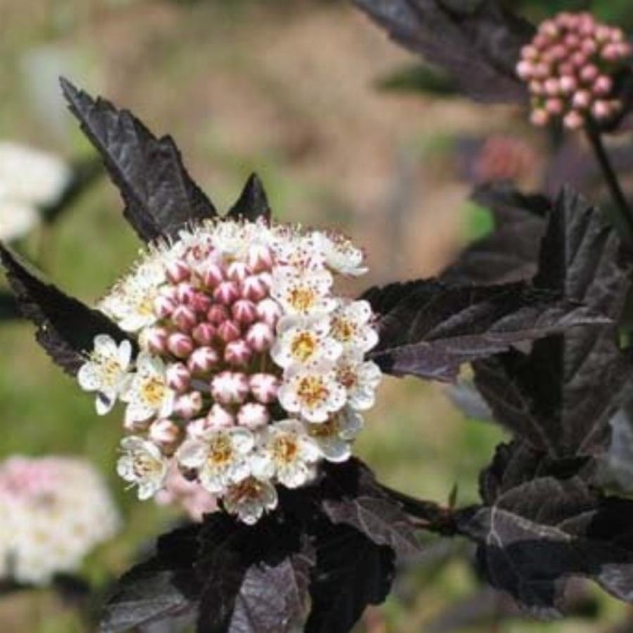 Пузыреплодник калинолистный диаболо