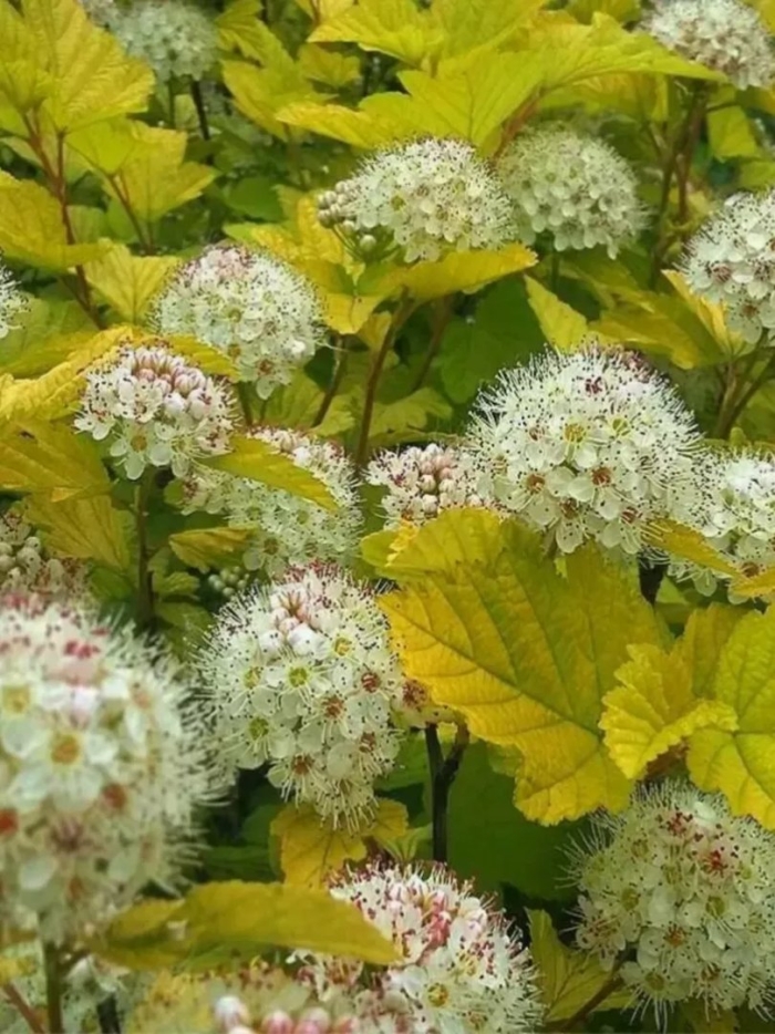 Пузыреплодник калинолистный лютеус