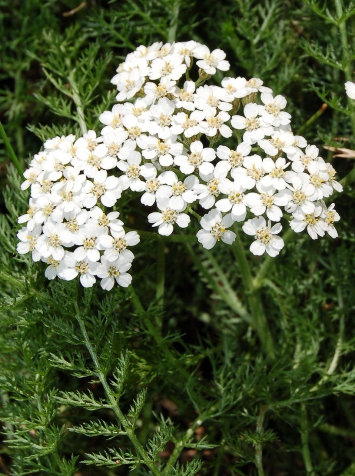 Тысячелистник обыкновенный achillea millefolium