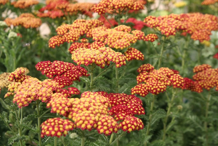 Achillea millefolium paprika