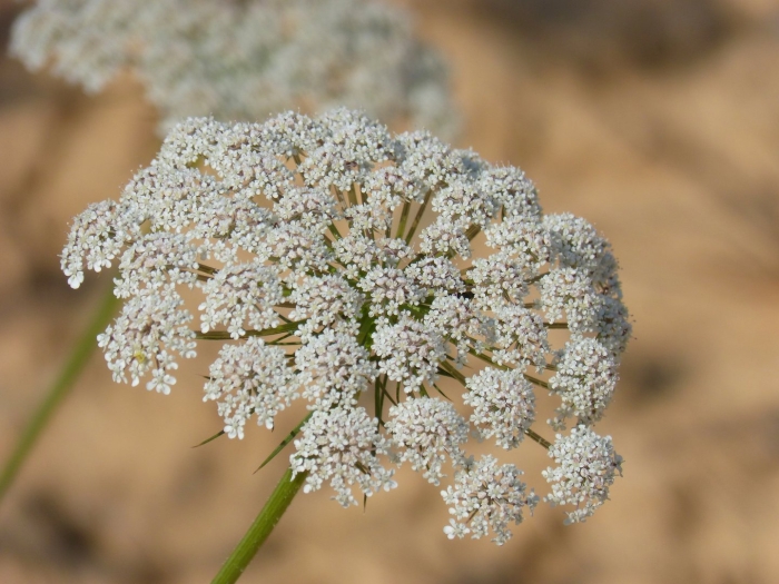 Anthriscus sylvestris