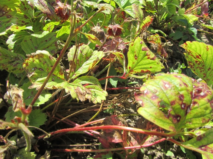 Антракноз земляники