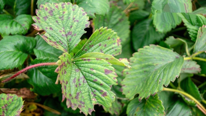 Бурая пятнистость клубники