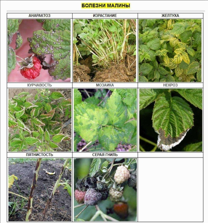Антракноз малины