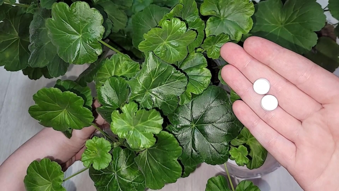 Герань пеларгония