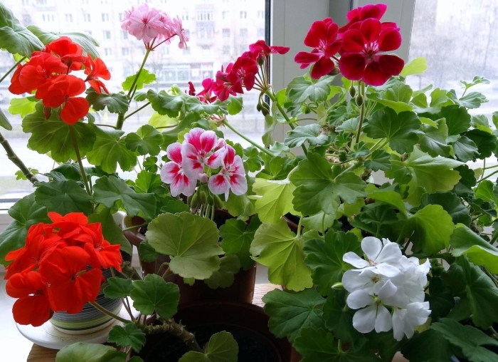 Пеларгония герань комнатная
