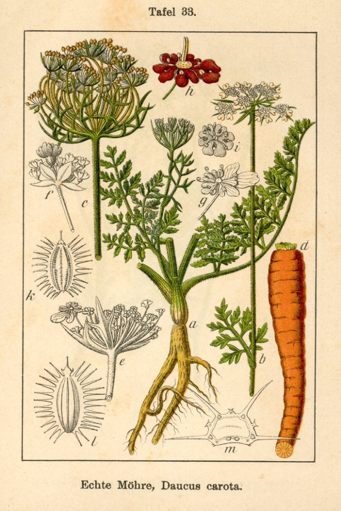 Морковь дикая (daucus carota)