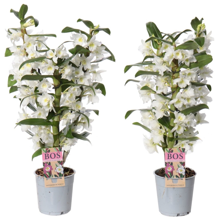Орхидея дендробиум нобиле белая