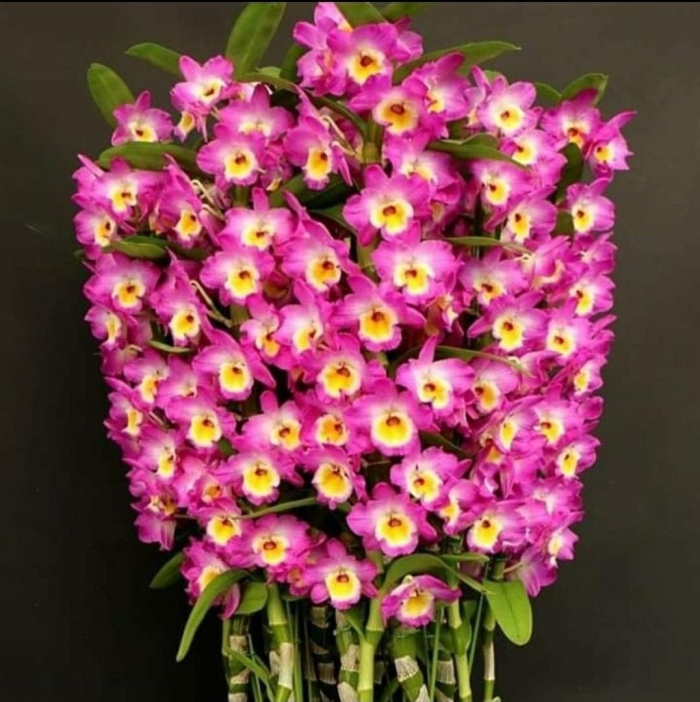 Дендробиум нобиле