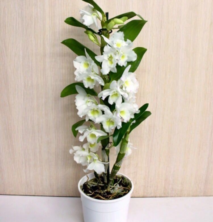 Орхидея дендробиум нобиле