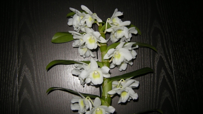 Орхидея дендробиум аполлон