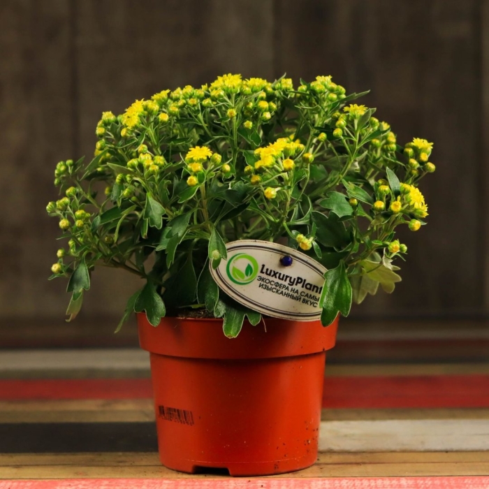 Каланхоэ каландива