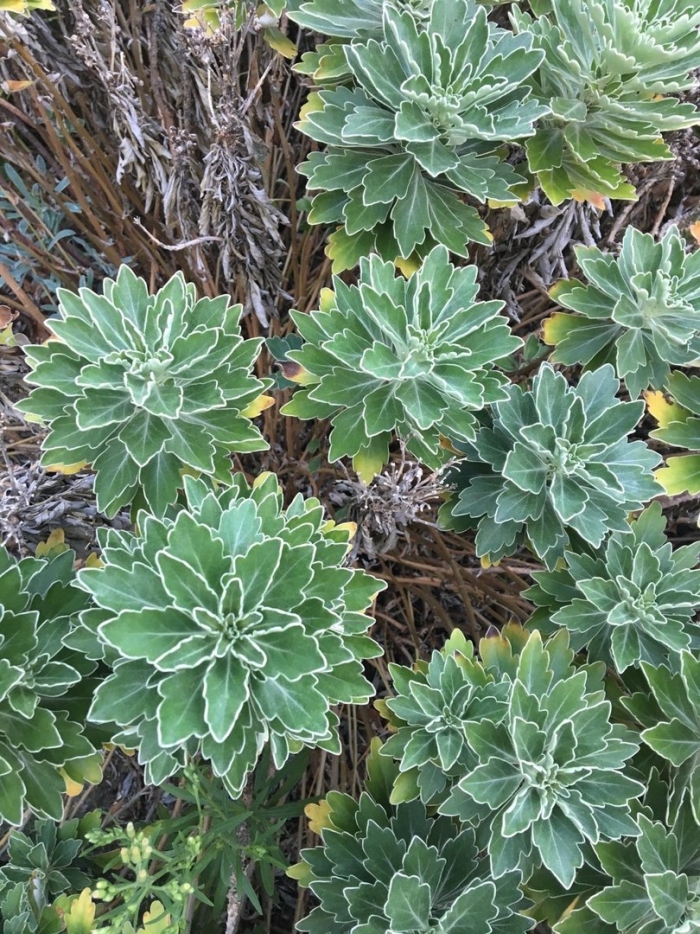 Аяния тихоокеанская