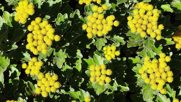 Хризантема аяния тихоокеанская