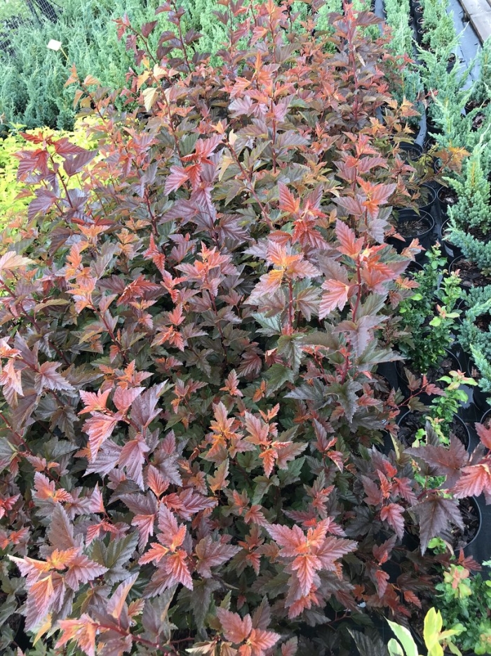 Пузыреплодник андре