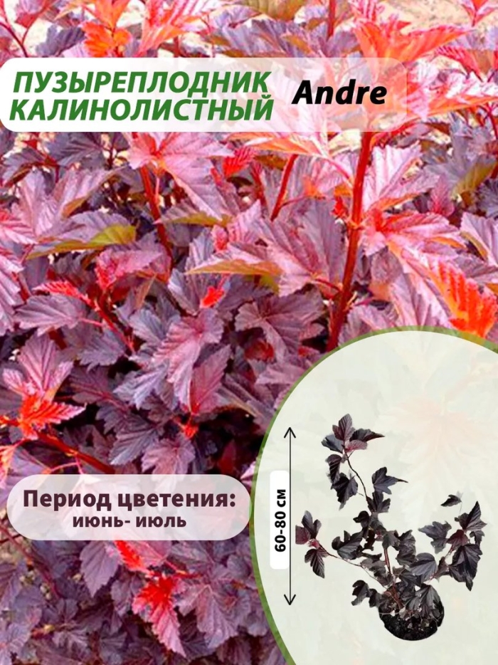 Пузыреплодник калинолистный andre