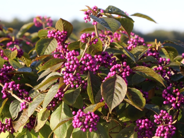 Callicarpa bodinieri