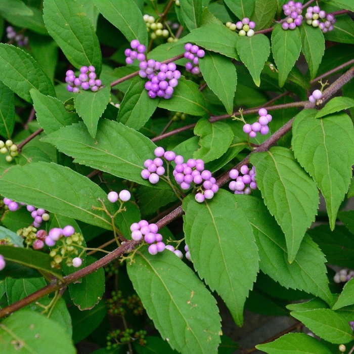 Красивоплодник бодиньера