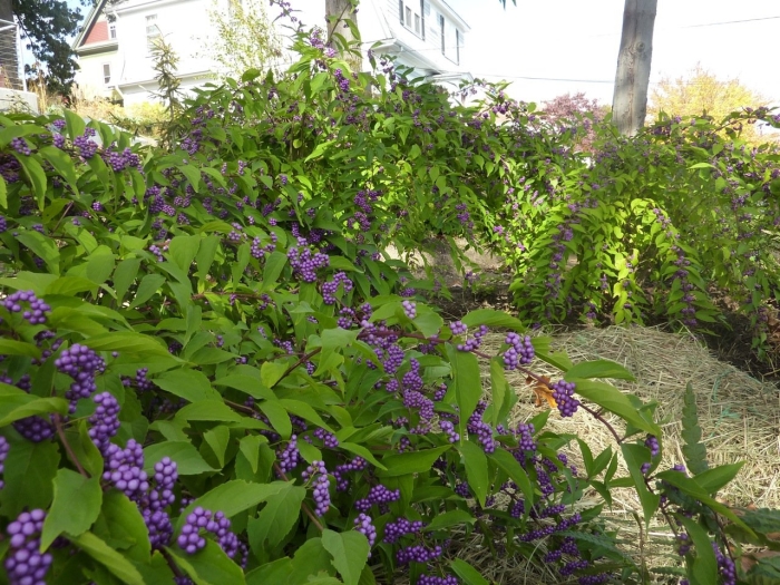 Callicarpa bodinieri profusion