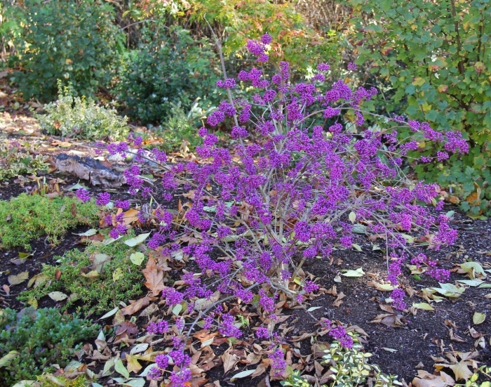 Красивоплодник бодиньера профьюжн