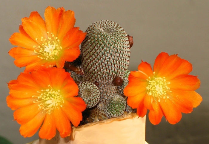 Ребуция солнечная (rebutia heliosa)