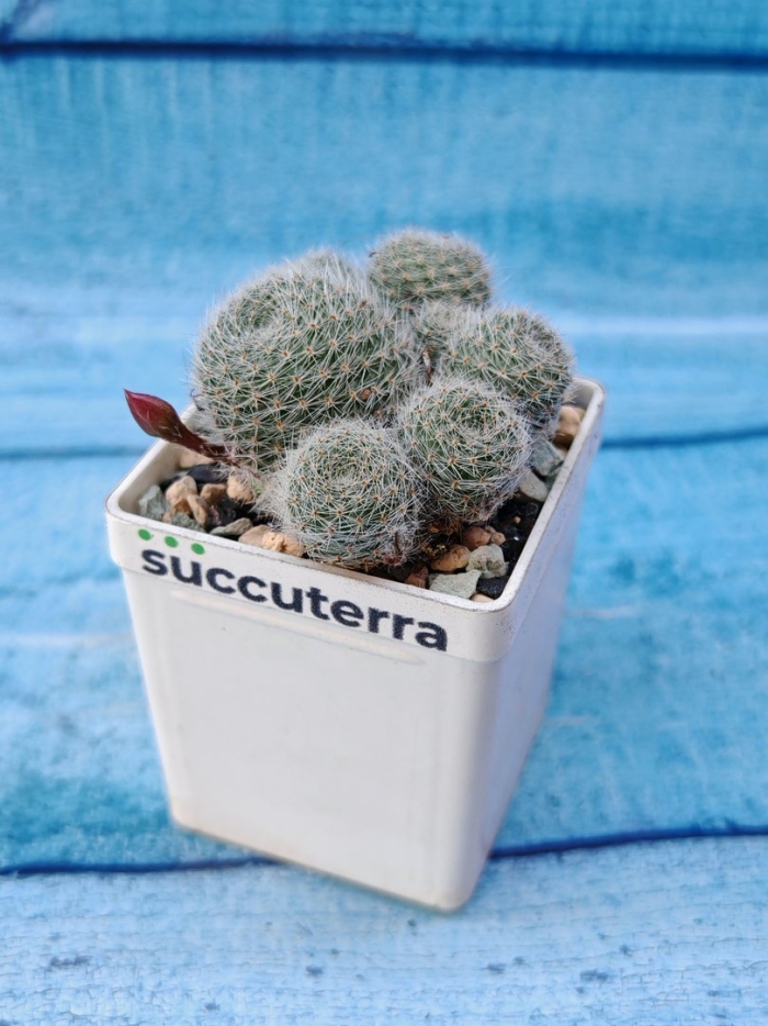 Субстрат succuterra classic и фирменный горшочек