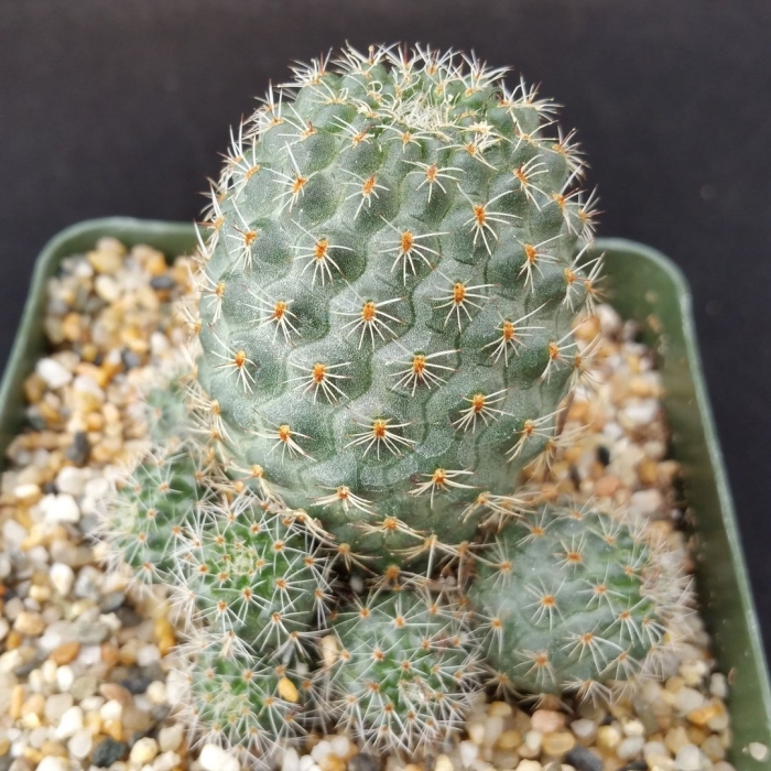 Кактус ребуция