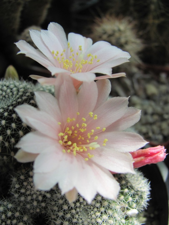 Rebutia krainziana